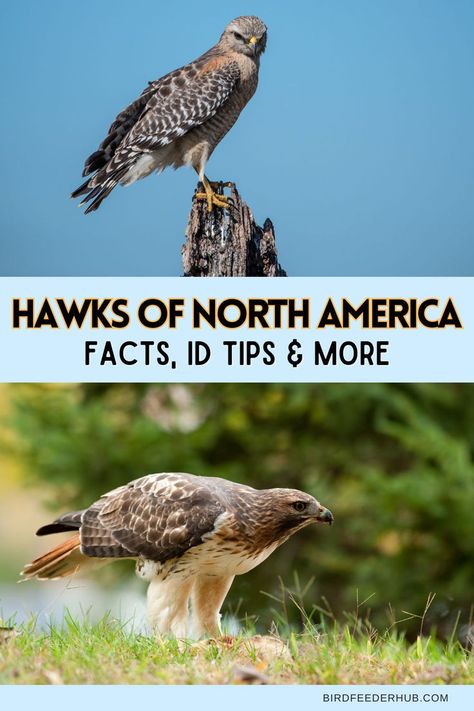 There are a wide variety of hawks in North America, but they share a lot of similar characteristics when it comes to their appearance, size and shape. Learn some fun facts about each of these species and what to look for to learn how to tell them apart. Types Of Hawks, Northern Goshawk, Sharp Shinned Hawk, List Of Birds, Bird Identification, Red Tailed Hawk, Black Hawk, Bird Feeder, Hawks