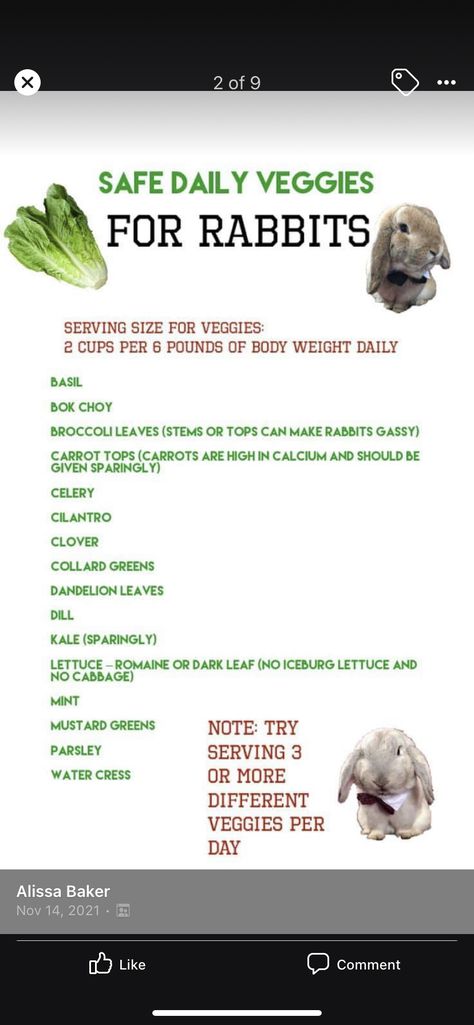 Bunny Diet Chart, Food For Bunnies, Diy Rabbit Food, Bunny Feeding Schedule, Lion Head Bunny Care, 4h Rabbit Project, Rabbit Schedule, Bunny Care Checklist, Bunny Pet Care