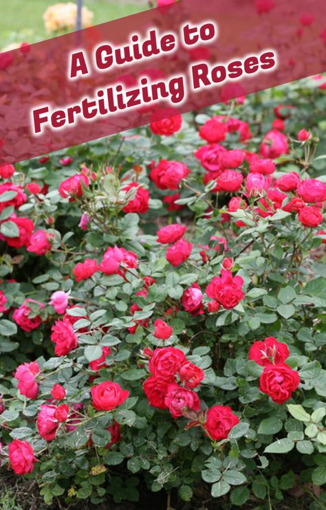 Florida Rose Garden, Rose Care Tips Gardening, Rose Garden Care Tips, When To Fertilize Roses, Pruning Roses For Winter, How To Grow Rose Plant From Rose Flower, Container Roses, Rose Garden Landscape, Rose Fertilizer