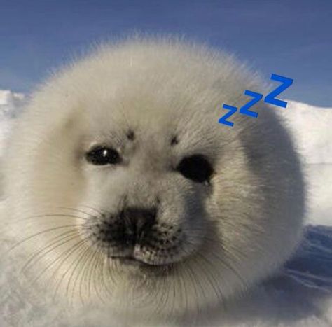 Baby Seal, Harp, Sounds Like, Seals