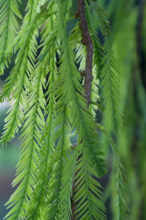 Cypress Leaves, Days Of Creation, Zen Bedroom, Tree Spirit, Montezuma, Tattoo Project, Botanic Garden, Flora And Fauna, Bath Decor