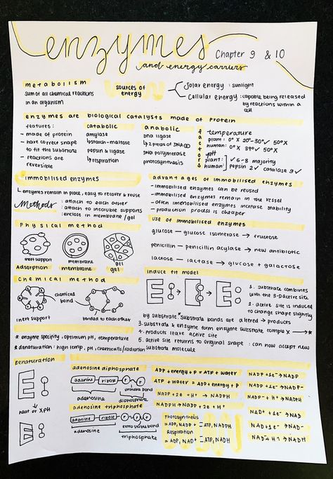 Enzymes Biology Notes Aesthetic, Enzymology Notes, Biomedical Science Notes, Mcat Study Notes, Enzymes Biochemistry, Biomolecules Notes Biology, Enzymes Biology Notes, Enzymes Notes, Biology Notes Aesthetic