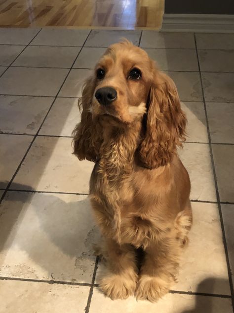 Cocker Spaniel Haircut, Golden Cocker Retriever, Golden Cocker Spaniel, Puppy Fever, Spaniel Breeds, Pet Spa, Cocker Spaniel Puppies, Cocker Spaniel Dog, English Cocker