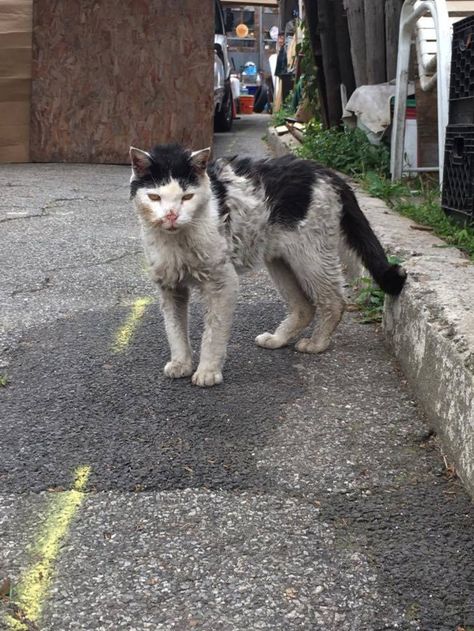 Scrawny Kitty Covered in Dirt, Hobbles Up to Woman Asking for Help... Asking For Help, Cat Rescue Stories, Cat Ideas, Cat Stories, Beautiful Story, Gorgeous Cats, Second Chances, Feral Cats, Stray Cat