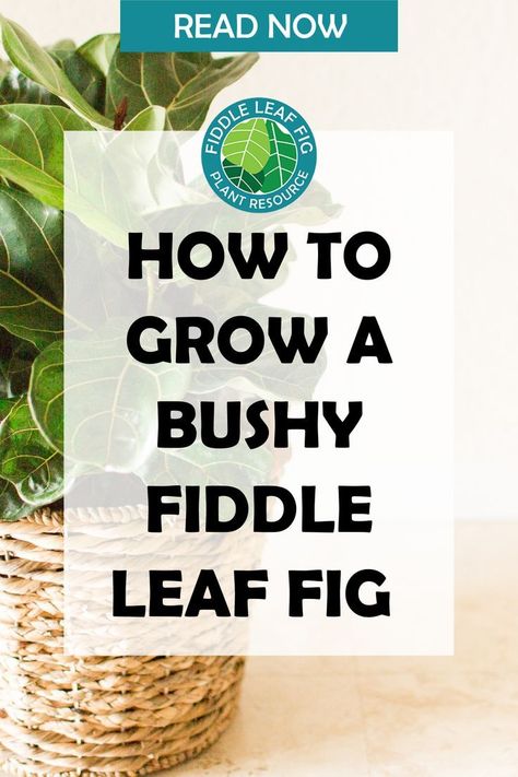 While the fiddle leaf tree shape is popular, a lot of fiddle fans actually prefer their fiddles more bush-shaped. We think both are beautiful, but we wanted to give the bushy fiddles some attention! You can find lots of information about cultivating a tree-shaped fiddle leaf fig, but what if you’re going for the more bushy look? In this article, we’ll show you how to get that lush, thick foliage you’re after. Fig Bush, Fig Leaf Tree, Fiddle Leaf Fig Care, Fiddle Fig Tree, Fiddle Tree, Dream Garden Backyards, Fiddle Leaf Tree, Fig Plant, Succulent Garden Design