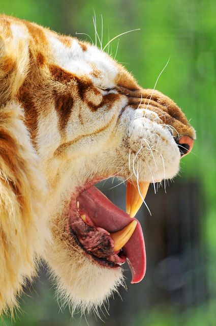 Golden Tabby Tiger, Big Teeth, Golden Tiger, Fun Pictures, Funny Animal Photos, Cat Family, Animal Planet, Animal Photo, Beautiful Cats