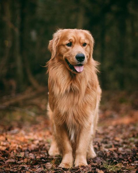 Instagram   Beautiful Golden Retriever ♥️ Golden Retriever Instagram, Gorgeous Animals, Pet Pictures, Golden Life, A Golden Retriever, Golden Retriever Puppy, Puppies Funny, Retriever Puppy, Dogs Golden Retriever