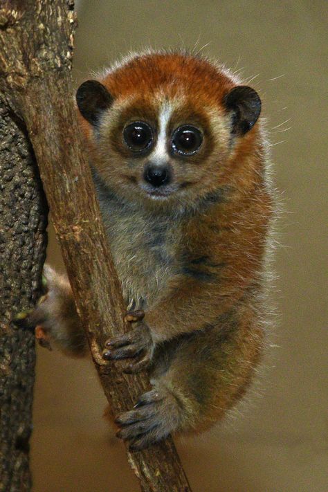 Pygmy Slow Loris, Prospective Art, Brookfield Zoo, Slow Loris, Animal Painting, Amazing Animals, I Love Books, Nature Animals, Animal Paintings