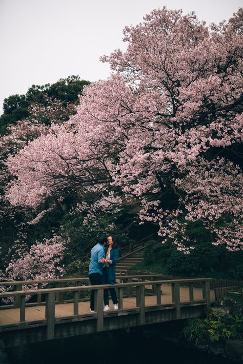 spring Japan sakura Shinjuku Gyoen garden couple shoot cherry blossom Couples In Japan, Cherry Blossom Proposal, Cherry Blossom Couple Photos, Japan Couple Aesthetic, Japan Proposal, Couple Cherry Blossom, Cherry Blossom Couple, Couple In Japan, Japanese Alley