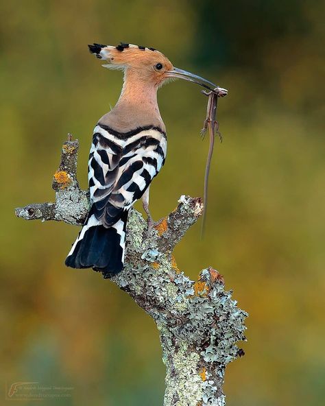 Eurasian Hoopoe, Birds Photography, Bird Photography, Mother Earth, Instagram Profile, Birds, Photography, Instagram