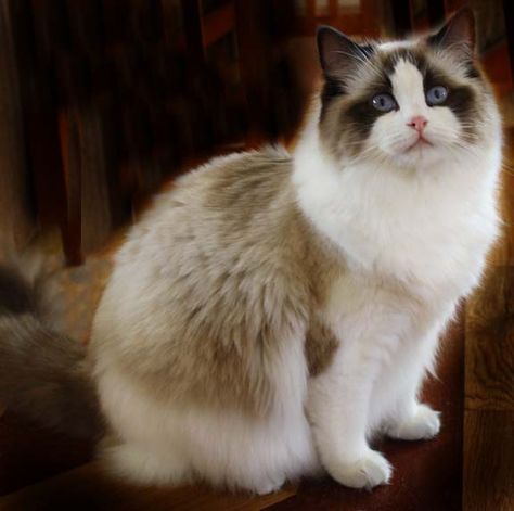 A stunning Sealpoint Bicolor Ragdoll cat. Cat Breeds Siamese, Ragdoll Kittens, Ragdoll Cats, Ragdoll Kitten, Domestic Cat, Ragdoll Cat, Cute Cats And Kittens, Siamese Cats, Pretty Cats