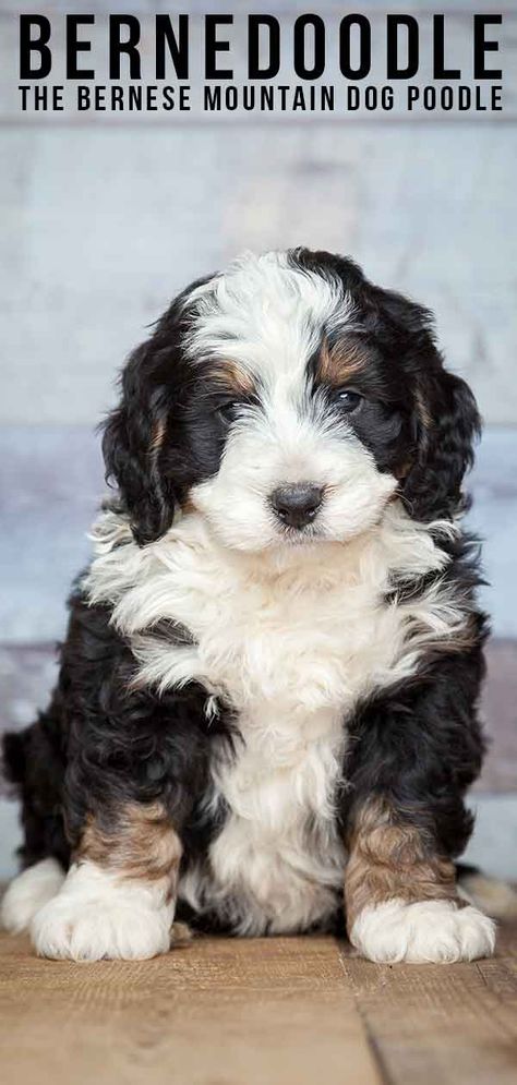 Bernedoodle - The Bernese Mountain Dog Poodle Mix Doodle Dogs Breeds, Bernese Mountain Dog Poodle, Doodle Dog Breeds, Doodle Breeds, Poodle Mix Breeds, Poodle Mix Puppies, Designer Dogs Breeds, Dog Poodle, Bernedoodle Puppy