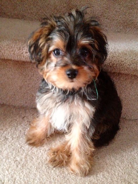 yorkiepoo. hands down, one of my favorite breeds! Yorkie Poo Puppies, Terrier Poodle Mix, Yorkie Poodle, Top Dog Breeds, Cele Mai Drăguțe Animale, Yorkie Poo, Purebred Dogs, Poodle Mix, Lap Dogs