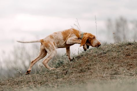 Wirehaired Vizsla, Red And White Setter, Akc Breeds, Pointer Dog, Hunting Trip, Dog Safety, Bird Dogs, German Shorthaired Pointer, American Kennel Club