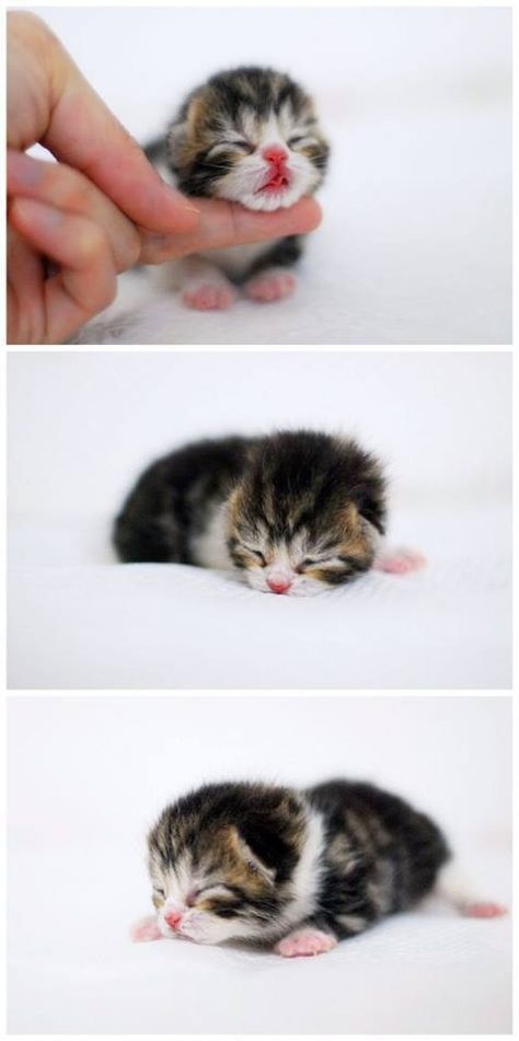 OMG ♥ please be mine Haiwan Comel, Cele Mai Drăguțe Animale, Newborn Kittens, Sleeping Kitten, Tiny Kitten, Cute Little Kittens, Baby Animals Pictures, Kittens And Puppies, Baby Kittens