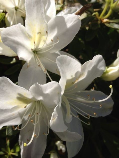 Shade Plants, White Flowers, Soil, Shades, Plants, Flowers, White