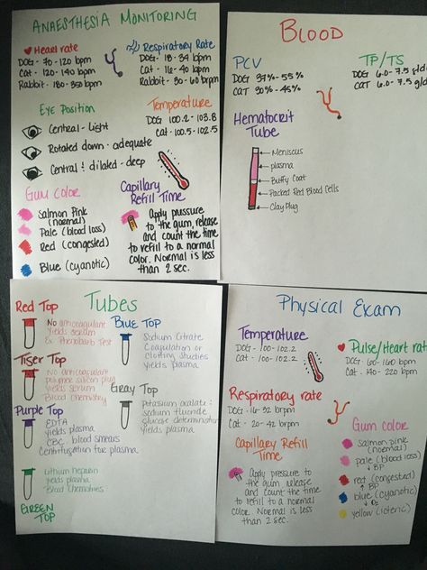 Veterinary technician cheat sheets! Vet Tech Necessities, Vet Tech Cheat Sheet Anesthesia, Veterinary Technician Cheat Sheets, Vet Med Cheat Sheet, Ear Cytology Veterinary Chart, Vet Tech Notes Aesthetic, Veterinary Cheat Sheets, Student Veterinary Nurse, Emergency Veterinary Medicine