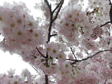 Fairycore Wallpaper, Japan Aesthetic, Blossom Tree, Cherry Blossom Tree, Blossom Trees, Abstract Images, Nature Aesthetic, Pretty Flowers, A Tree