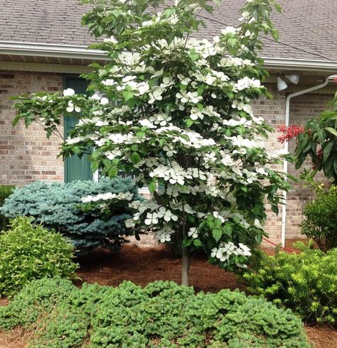 Venus Dogwood, White Dogwood Tree, Small Ornamental Trees, Trees For Front Yard, Dogwood Tree, Indoor Trees, Dogwood Trees, Front Yards, Ornamental Trees