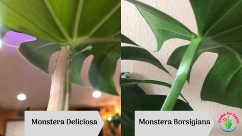 Growing Peach Trees, Monstera Borsigiana, Monstera Plant Care, Peat Soil, Bohemian Deco, Monstera Obliqua, Decorative Plants, Modern Gate, Fast Growing Plants