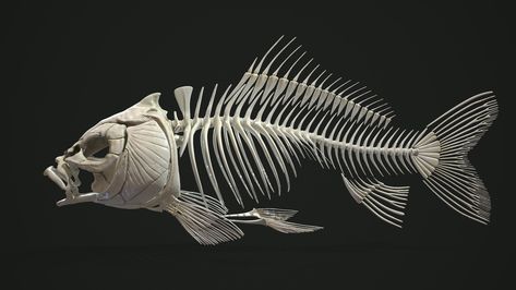 ArtStation - Carp Fish Anatomy Koi Fish Anatomy, Fish Skeleton Illustration, Koi Skeleton, Koi Fish Skeleton, Fish Skeleton Drawing, Fish Bone Diagram, Carp Drawing, Fish Anatomy, Fish Skull