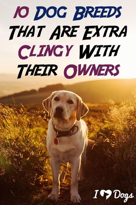 Cuddly Dog Breeds, Dog Behavior Training, House Training Dogs, Dog Training Advice, Best Dog Training, Train Your Dog, Dog Info, How To Train, Happy Animals