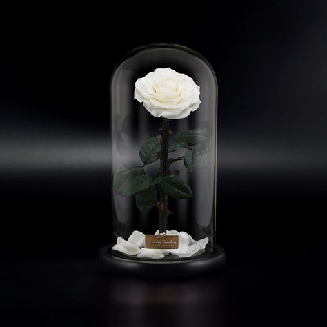 Rose Dome, Rose In A Glass, Christmas Gifts For Sister, Enchanted Rose, Forever Rose, Preserved Roses, Gifts For, Colorful Roses, Rose Gift