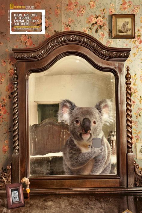 Diomedia / National Geographic: Koala National Geographic Animals, Best Nature Images, Creative Advertising Campaign, Funny Prints, Web Banner Design, Print Advertising, Creative Ads, Creative Advertising, Nature Images