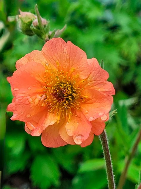 Geum 'Totally Tangerine' Geum Totally Tangerine, Geum Flower, Red Dragon, How To Grow, Cottage Garden, Gardening Tips, Garden Ideas, To Grow, Garden Design