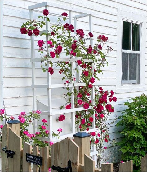 DIY Trellis Designs | Centsational Style Trellis Ideas Diy Climbing Vines, Rose Trellis Ideas, Building Planter Boxes, Ladder Trellis, Diy Trellis Ideas, Shabby Chic Patio, Wire Trellis, Climbing Trellis, Vine Trellis