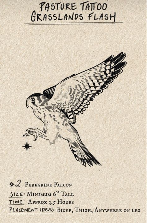 Hawk Tatoos Men, Hawk Flying Drawing, Peregrine Falcon Tattoo Design, Bird Sun Tattoo, Sparrowhawk Tattoo, Peregrine Tattoo, Peregrine Falcon Tattoo, Kestrel Tattoo, Bird Of Prey Tattoo