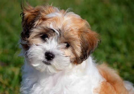 Teddy Bear Dog Breeds - The Pups That Look Like Cuddly Toys! Cocker Spaniel Poodle Mix, Bear Dog Breed, Shichon Puppies, Ras Anjing, Hypoallergenic Dog Breed, Teddy Bear Puppies, Greenfield Puppies, Teddy Bear Dog, Dog Mixes