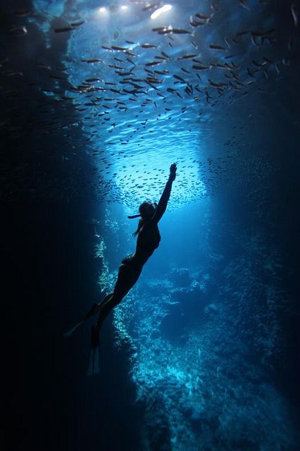 Swallows Cave by scott1e2310, via Flickr Bawah Air, Underwater Photos, Water Photography, Deep Blue Sea, Underwater Photography, In The Ocean, Underwater World, Ocean Life, Vanuatu