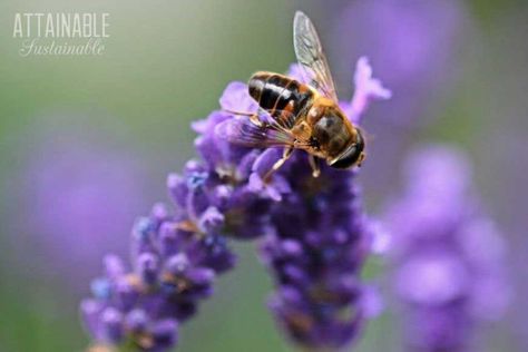 Flowers For Bees, Purple Perennials, Zucchini Plants, Flowering Perennials, Bee Friendly Garden, Perennial Flowers, Attracting Bees, Bee Garden, Attract Pollinators