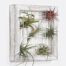 Wooden Garden Trellis, Wall Mounted Plant Holder, Wall Mounted Plant, Tillandsia Display, Decor For House, Hang Wall Decor, Climbing Plant Support, Planting Succulents Indoors, Wall Plant Holder