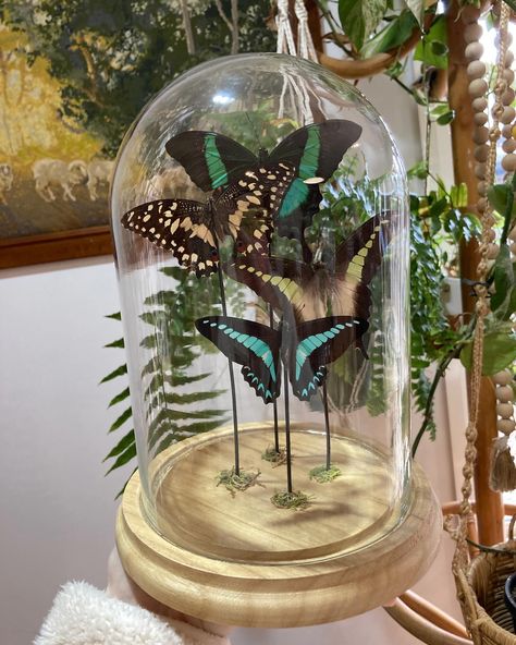 New dome finished 👌🏻 Displaying some members from the Papilionidae family 🦋 #butterfly #entomology #taxidermy #ethical #handmade #smallbusiness #supportsmallbusiness #autistic Entomology Taxidermy, Butterfly Entomology, Real Butterflies, Taxidermy Decor, Butterfly Taxidermy, Glass Dome Display, Cute Room Decor, Glass Dome, Unique Home