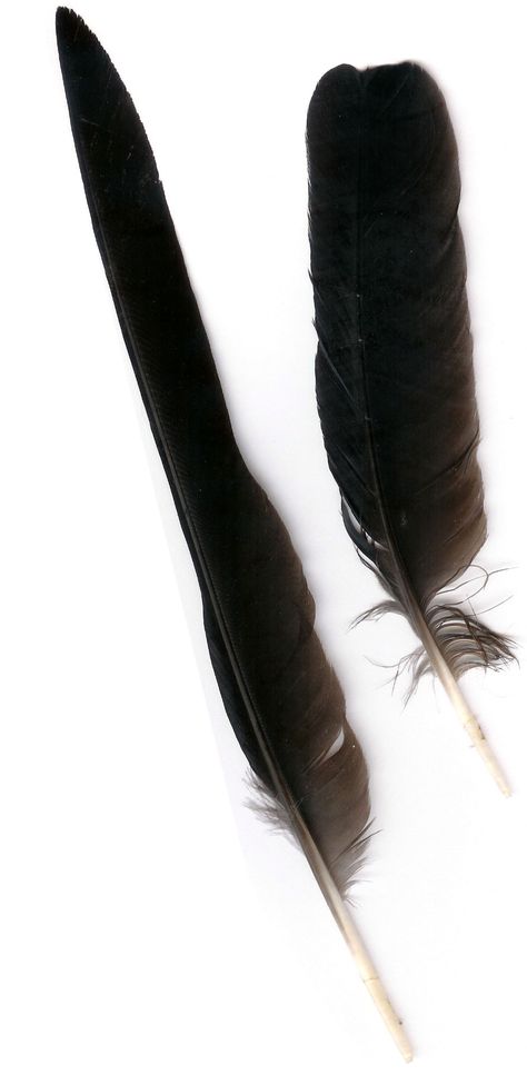 Crow feathers Wizard Bathroom, Ravenloft Characters, Crow Gifts, Crow Facts, Crow Feathers, Feather Identification, Raven Feathers, Interstellar Movie, Crow Costume