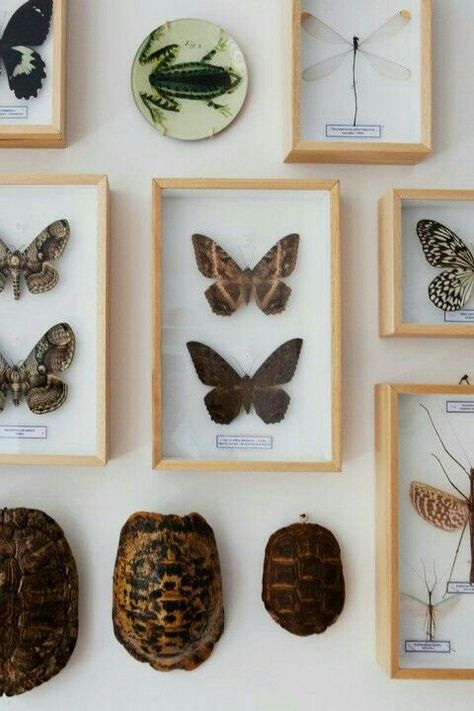 Preserved Insect Art, Office Hygge, Naturalist Decor, Framed Butterflies, Butterfly Taxidermy, Butterfly Project, Insect Collection, Interior Vintage, Diy Butterfly