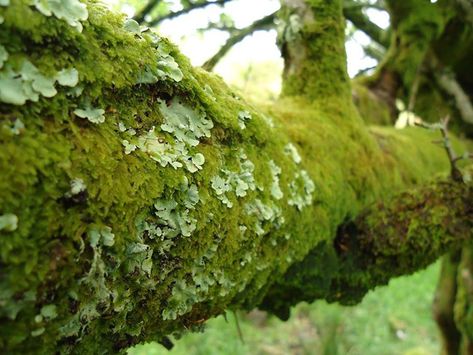 Moss And Lichen, Types Of Fungi, Lichen Moss, Nature Museum, Wait What, Vascular Plant, Green Landscape, Photosynthesis, Landscape Architect