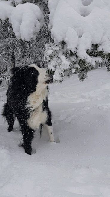 BorderCollie Snow Winter Dog Border Collie Instagram: Enbergs Border Collie In Snow, Border Collie Aesthetic, Christmas Border Collie, Border Collie Christmas, Dog Border Collie, Black Labrador Retriever, Border Collie Dog, Puppy Names, Border Collies