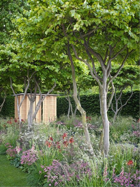 Chelsea Garden, Rhs Chelsea Flower Show, Meadow Garden, Have Inspiration, Wildflower Garden, Pollinator Garden, Garden Show, Woodland Garden, Garden Studio