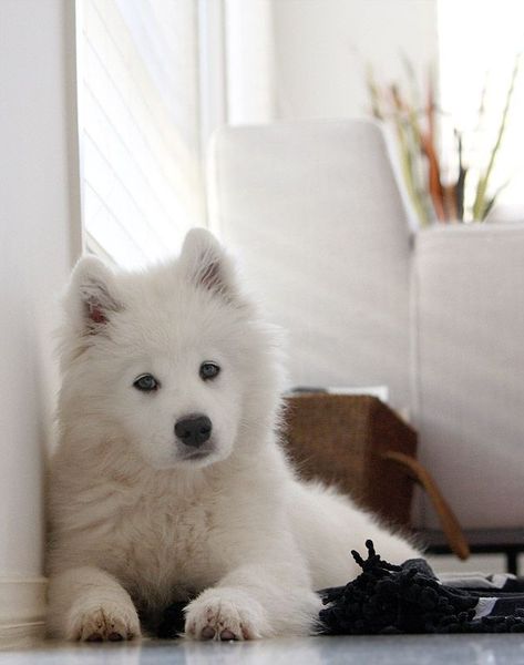 14 Pictures Of Samoyeds Just Being Their Perfect Selves | PetPress Samoyed Puppy, Samoyed Dogs, Puppy Photos, Airedale Terrier, White Dog, Blue Heeler, Cute Creatures, On The Floor, Beautiful Dogs