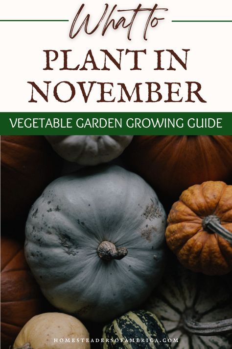 Make sure you start your garden on time! Learn what to plant in November with Homesteaders of America Vegetable Garden Growing Guides! What To Plant In November, Garlic Seeds, Garden Growing, Seed Catalogs, Crop Rotation, Soil Testing, Top Soil, Seasonal Garden, Organic Matter