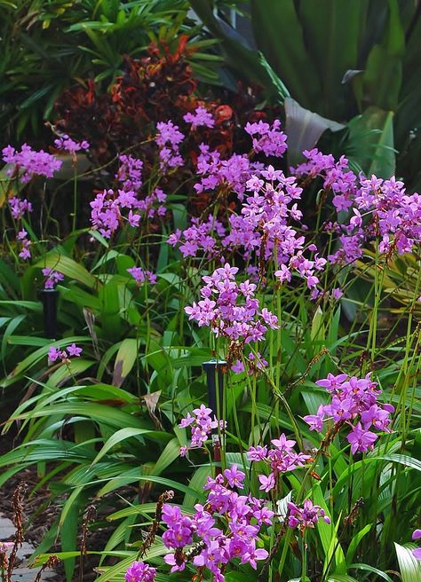 Yard Doc: Ground orchids brighten shady gardens, balconies, patios Shady Gardens, Ground Orchids, Balcony Flowers, Root Rot, Foundation Planting, Flower Spike, Orchid Plants, Flower Bud, Mulch