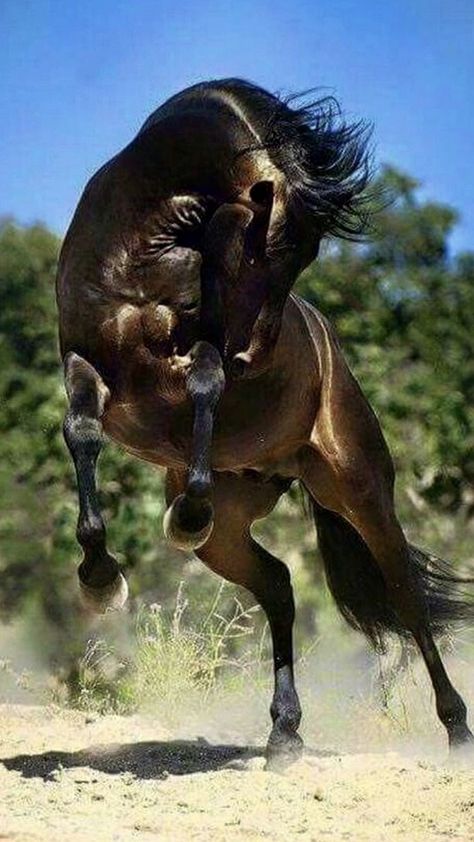 Cai Arabi, Ahal Teke, Rare Horses, Regnul Animal, Most Beautiful Horses, Majestic Horse, Majestic Animals, Cute Horses, Horse Photos