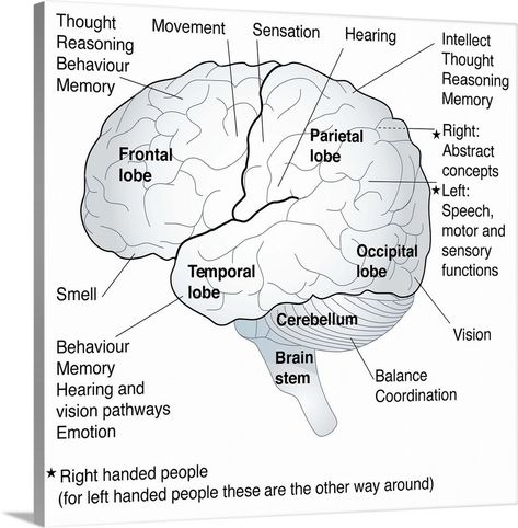 Anatomy And Function Of The Brain 5A8 Nervous System Parts, Brain Artwork, Brain Lobes, Function Diagram, Human Brain Anatomy, Areas Of The Brain, Brain Diagram, Brain Models, Brain Based Learning