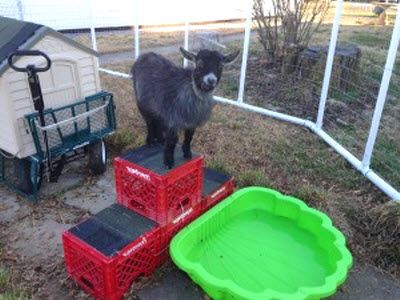 Use milk crates to make a climbing structure for your goat's playground! Assemble upside-down milk crates into the shape of the mountain and use zip ties to connect the crates. Cut shingles to fit on Toys For Goats, Goat Playground Ideas, Diy Goat Toys, Goat Yard, Goat Shelters, Goat Keeping, Goat Showing, Goat Pin, Goat Life