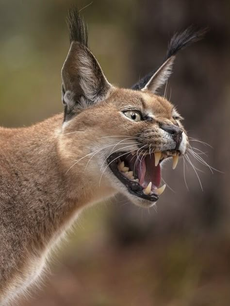 African Wild Cat, Cat Expressions, Camera In Hand, Wild Animals Photography, Wild Photography, Wild Animals Pictures, Cat Reference, Animal Study, Interesting Animals