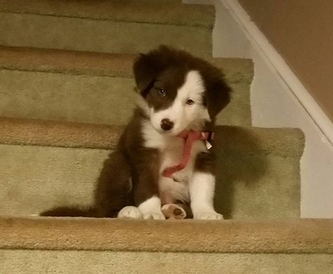 Brown Border Collie, Dog Poetry, False Hope, White Border Collie, Collie Puppies, Inner Thoughts, Pretty Dogs, Silly Dogs, Pretty Animals