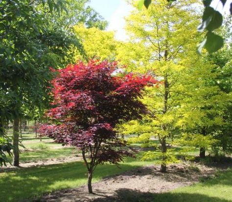 Acer Palmatum, Country Roads, Trees, Plants